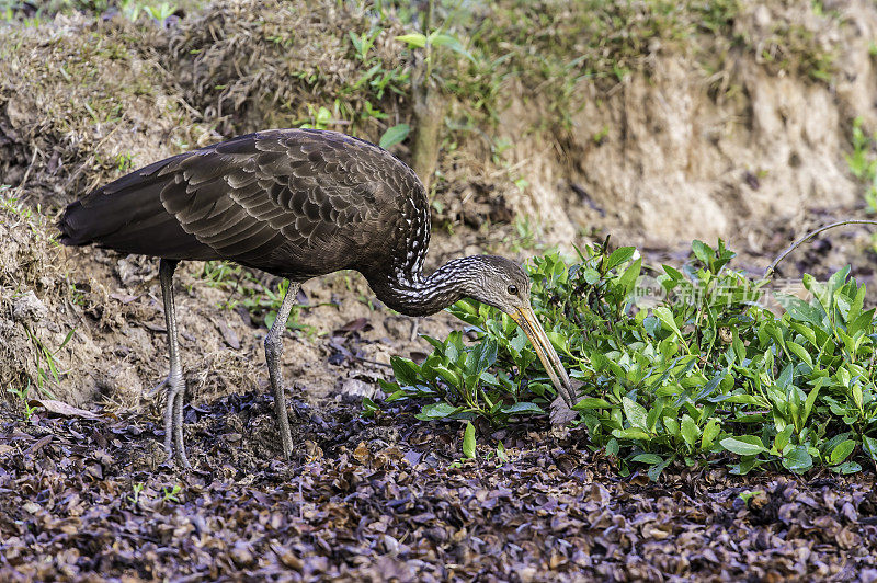 limpkin (Aramus guarauna)，也被称为carrao, courlan，和哭泣的鸟，是一种看起来像一个大栏杆的鸟。发现于巴西潘塔纳尔地区。